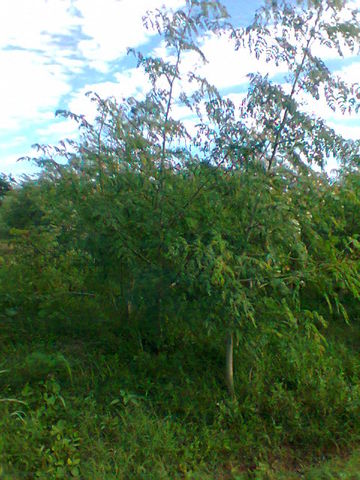 Cultivo