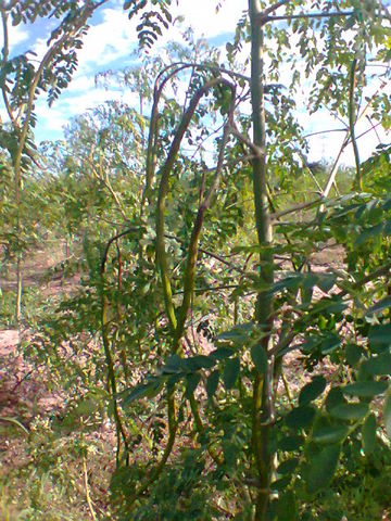 Arbol con fruto
